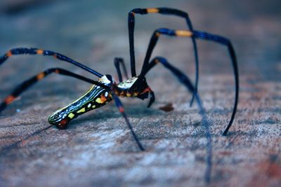 Close-up of insect on floor