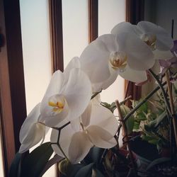 Close-up of white orchid