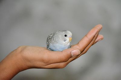 Close-up of hand feeding bird