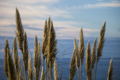 Pampas grass at beach against sky