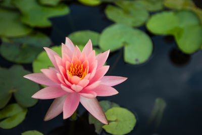 Close-up of water lily in lake