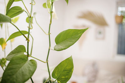 Close-up of green leaves