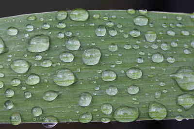 Close-up of water drops on leaf