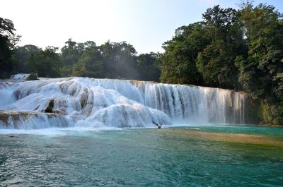 Scenic view of waterfall in forest