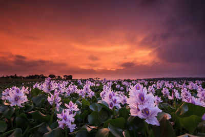 Purple flowering plants against sky during sunset