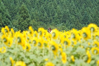 Close-up of yellow flowers in field