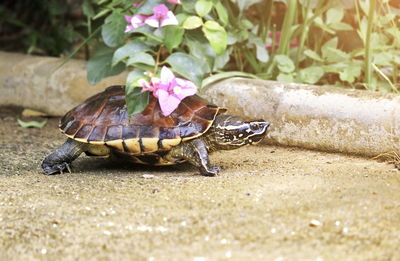 Malayan snail- eating terrapin walking on the road.