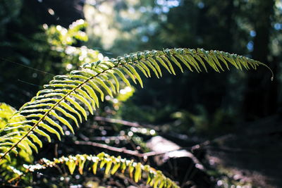 Close-up of fern against trees