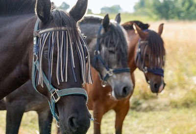 Close-up of horses