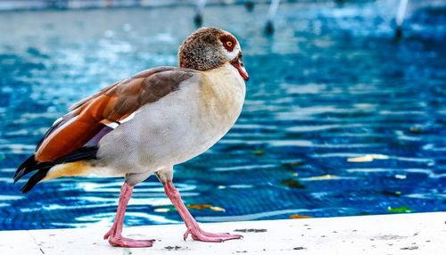 Close-up of duck in water