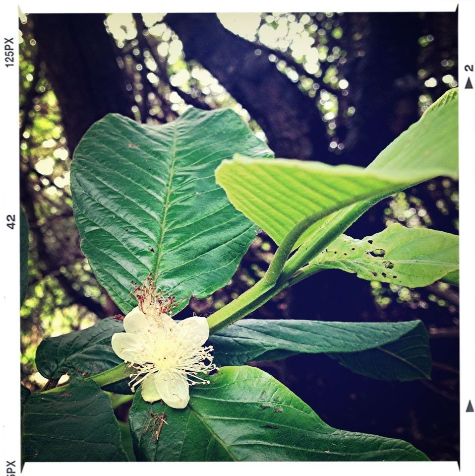 transfer print, leaf, growth, flower, freshness, auto post production filter, fragility, close-up, petal, beauty in nature, nature, plant, focus on foreground, green color, flower head, botany, blossom, outdoors, blooming, day