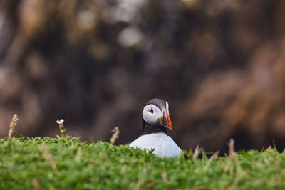 Puffin standing on a rock cliff . fratercula arctica 