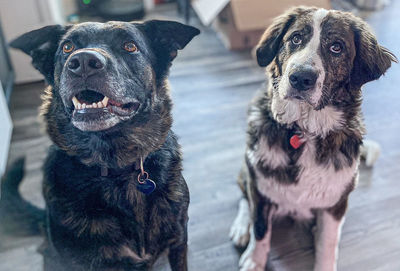 Black labrador shepherd, and great pyrenees st. bernard 