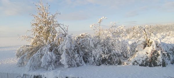 Snow covered land and trees against sky