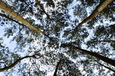 Low angle view of trees against sky