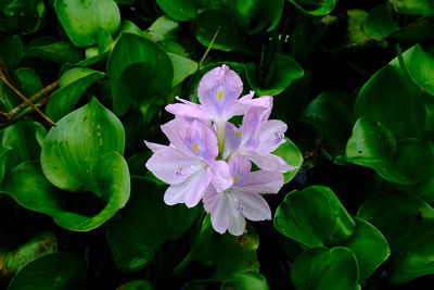 Close-up of purple flowering plant