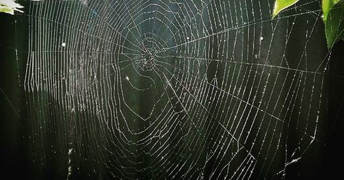 spider web