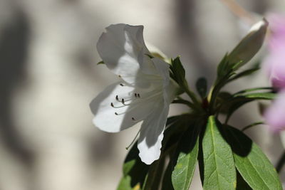 Close-up of white flowers blooming outdoors