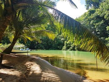 Scenic view of palm trees by lake against sky