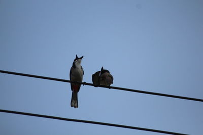 Low angle view of birds perching on cable against clear sky