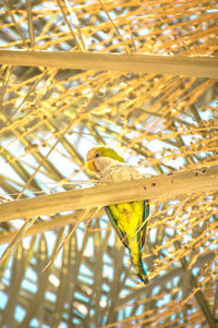 Low angle view of bird perching on branch