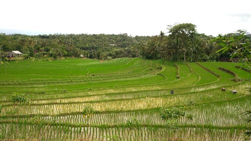 Scenic view of agricultural field against sky