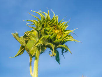 Low angle view of plant against blue sky