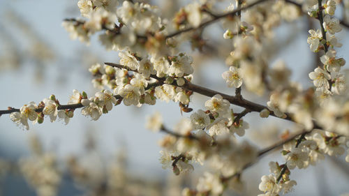 Close-up of cherry blossoms in spring