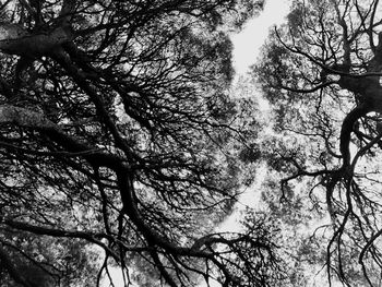 Low angle view of bare trees against sky