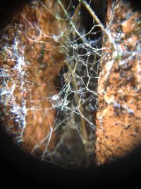 Close-up of spider web