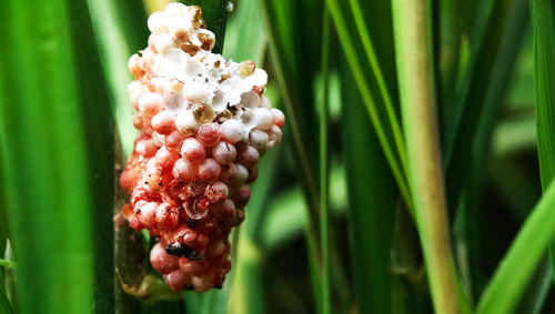 Close-up of fresh flowers in plant