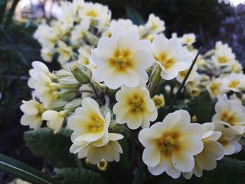 Close-up of white flowering plants