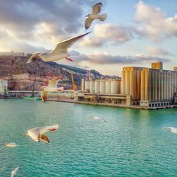 Seagull flying over city against cloudy sky