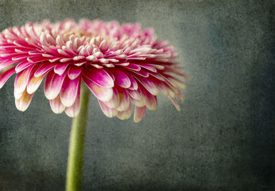 Close-up of pink flower against wall