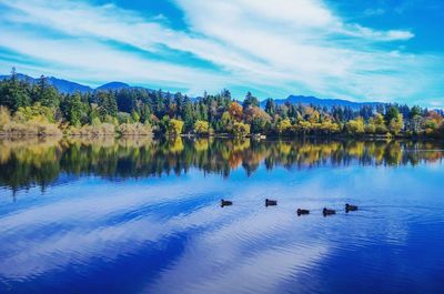 Swans swimming in lake against sky