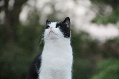 Close-up of a cat looking away