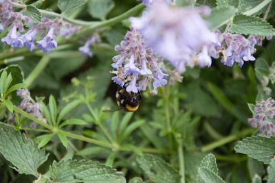 Close-up of bee on purple flower