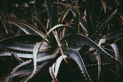 High angle view of leaves on plant