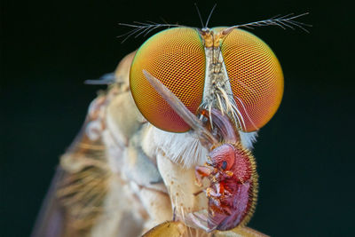 Close-up of fly