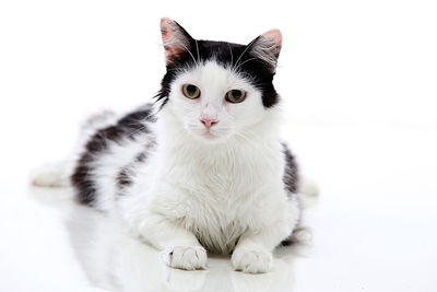 Close-up portrait of white cat