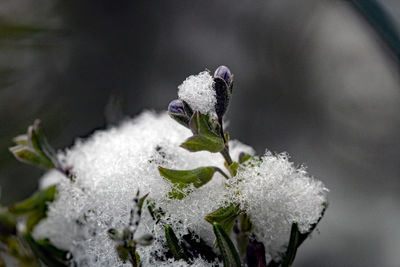 Close-up of frozen plant