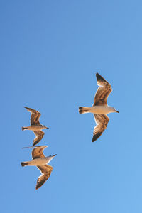 Low angle view of seagulls flying in sky