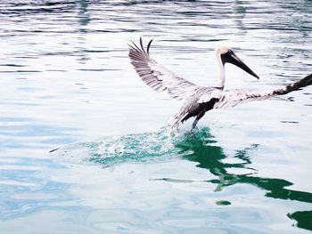 Bird flying over lake