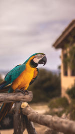 Close-up of bird perching on wooden post