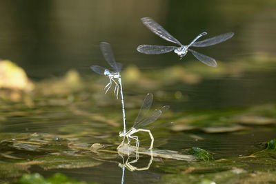 The white-legged damselfly mating on the river surface