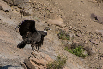 Close-up of eagle perching on rock