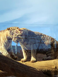 Cat looking away against sky