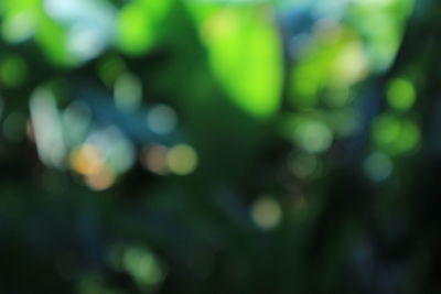 Defocused image of tree