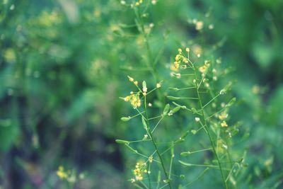 Close-up of plant against blurred background