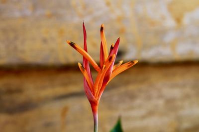 Close-up of red flowering plant